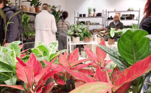 Pflanzenverkauf mit Foliage Dreams